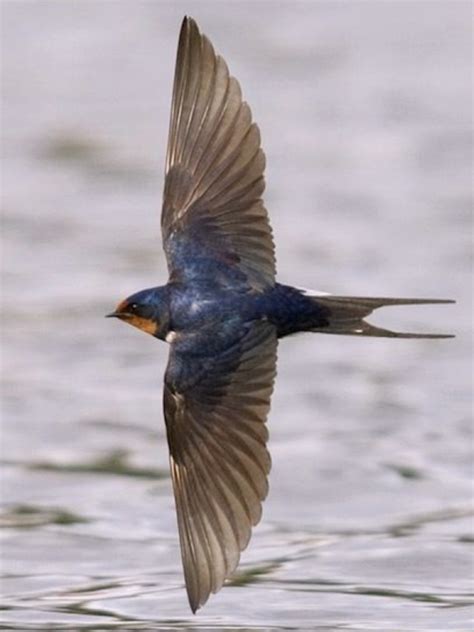 Maybe you would like to learn more about one of these? The 25+ best Swallow bird ideas on Pinterest | Swallows, Swallow tattoo and Swallow bird tattoos