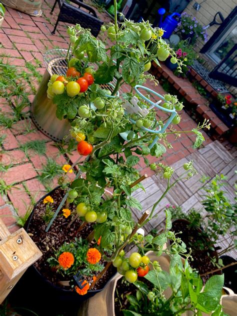 Organic Cherry Tomato Windowsill Planter Complete Mason Jar Grow Kit