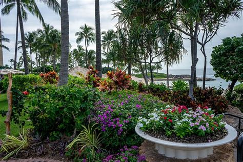 Free Download Hawaii Flowers Garden Tropical Nature Summer