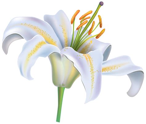 White Lily Flower Png Clipart Image Best Web Clipart