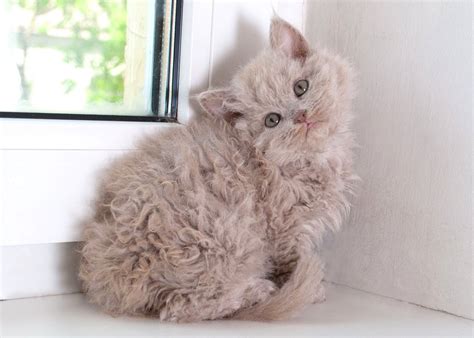cat colours — lilac