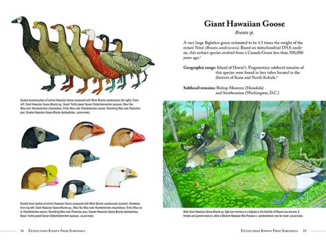 Extinct Birds Of Hawaii Mutual Publishing