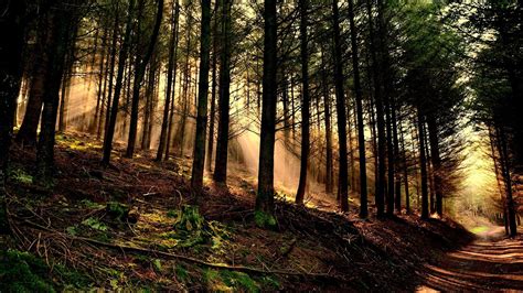 Nature Trees Forest Wood Leaves Branch Sun Rays Hill Path Moss