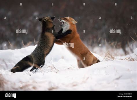 Red Fox Arctic Fox Fighting Hi Res Stock Photography And Images Alamy