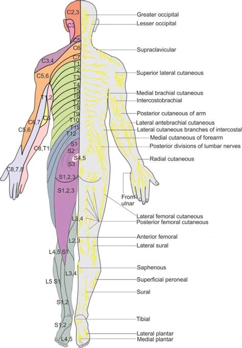 Intercostal Brachial Nerve Dermatomes Dermatomes Chart And Map The Best Porn Website