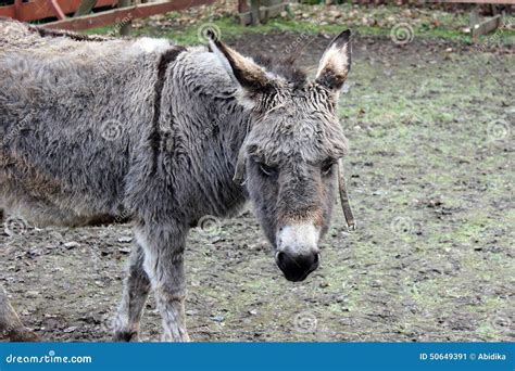 Brown Gray Donkey Stock Image Image Of Pasture Farm 50649391