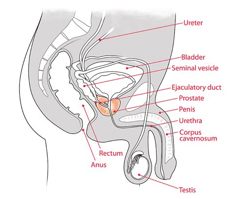Prostate cancer is cancer of the prostate gland. Prostate Cancer Stages | Johns Hopkins Medicine