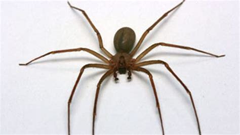 Recluse spiders are called recluse because they do not like to be seen. Do Brown Recluse Make Webs? | TermMax | Brown Recluse Habits