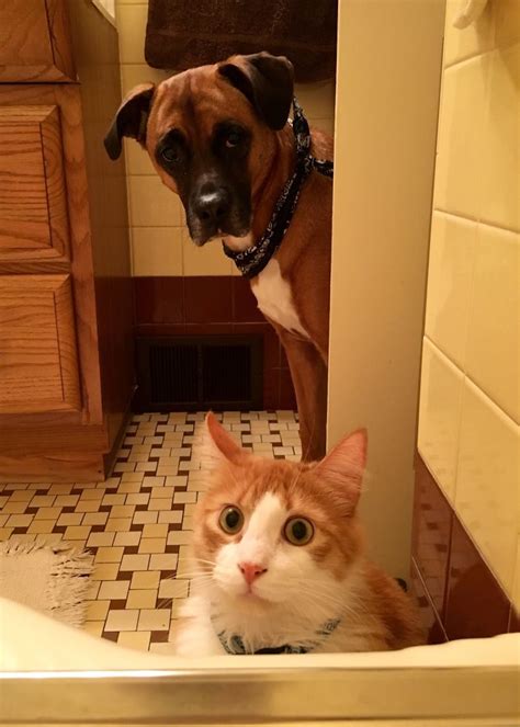 35 Cats Shamelessly Disrespecting Peoples Personal Space