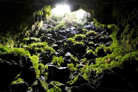 Looking Back Toward A Cave Opening With Green Ferns Growing On The