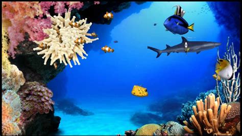 Digi Fish Aqua Real 2 Best Screensaver Hd Youtube