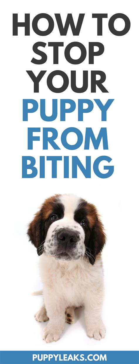 You should also teach your puppy the 'leave it' command this is not only for objects but also helps them control their bite inhibition (become more aware of how people like to be interacted with). 3 Simple Ways To Stop Your Puppy From Biting - Puppy Leaks