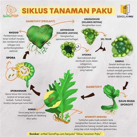 Detail Gambar Daur Hidup Tumbuhan Paku Koleksi Nomer