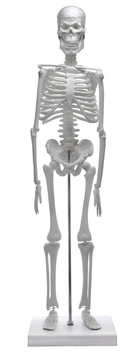 Miniature Anatomical Model Miniature Anatomical Human Skeleton Model