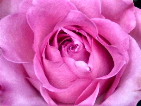 Free Stock Photo Of Pink Flower Pink Rose