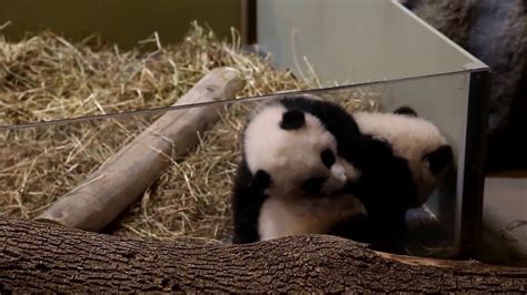 Toronto Zoos Baby Pandas Jia Panpan And Jia Yueyue 080316 Youtube