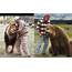 Size Bears Compared To Humans – Adimerdekacom