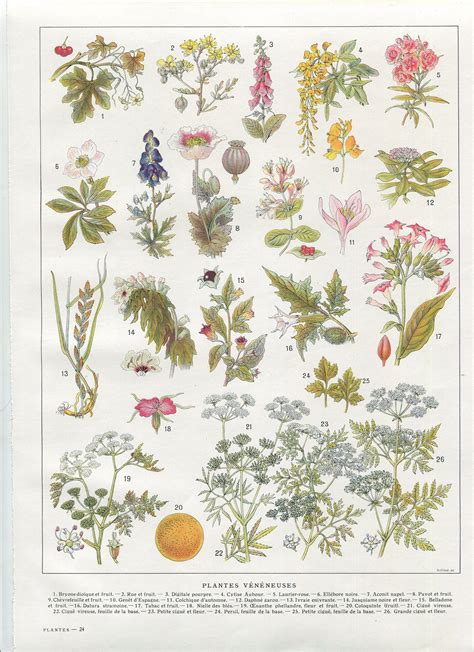 Botanical Poster Vintage Botanical Prints Botanical Drawings