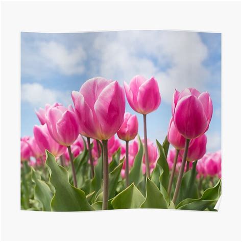 Tulip Field Pink Flowers Poster For Sale By Flowaesthetic Redbubble