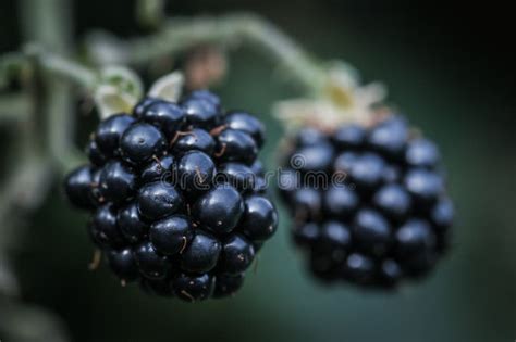 Ripe Blackberries Bramble Berries On The Bush Close Up Macro Stock