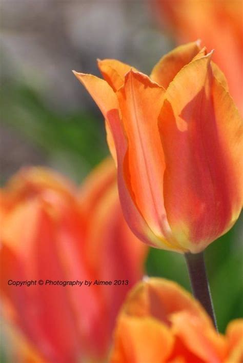 Sending flowers to holland, mi. Holland, Michigan Tulip. Flowers, photography. | Flowers ...