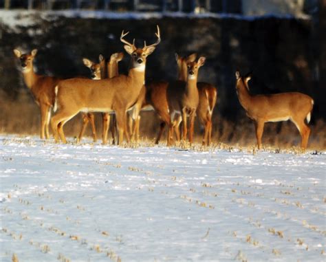 Maryland Hunters Harvest 34000 Deer During Firearm Season Camo News