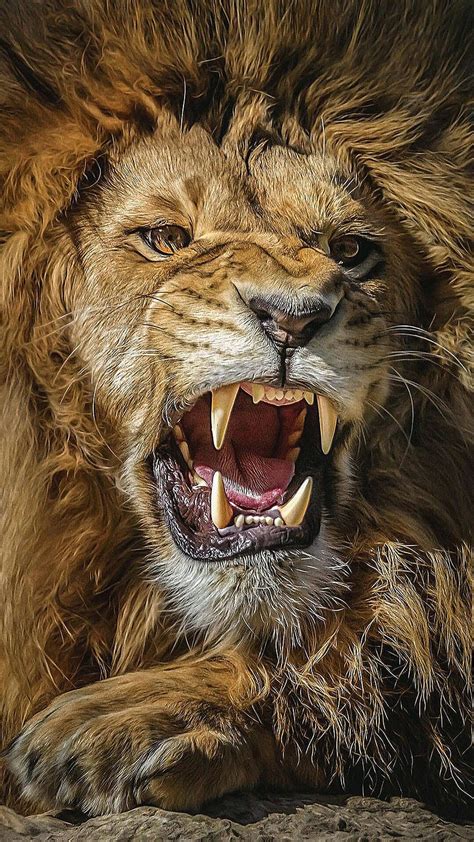 Roaring Lion Lion Roaring Ultra Hd Phone Wallpaper Pxfuel