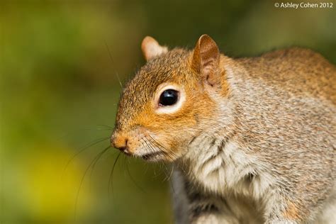 Grey Squirrel Look Into My Eye A Grey Squirrel From Abou Flickr