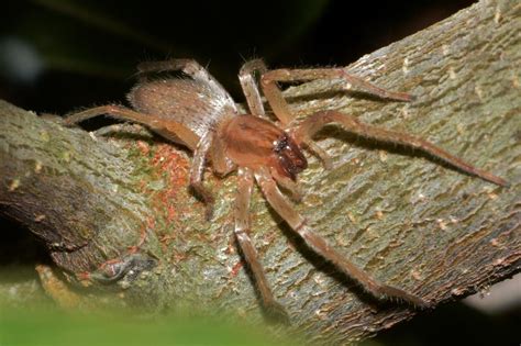 Where Do Brown Recluse Spiders Live Fauna Facts