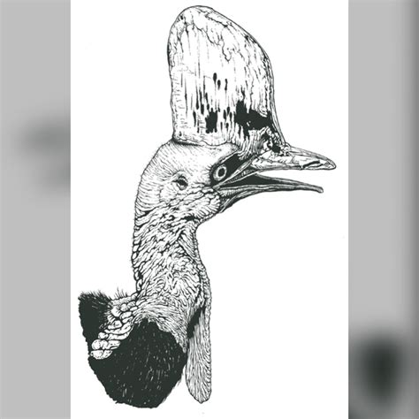Cassowary Tattoo Australian Birds Art Cassowary