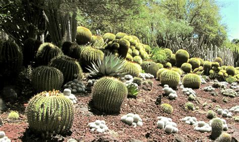 Desert Landscaping Southwest Desert Native Plants And Gardening