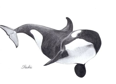 Orca Whale Art Print By Sara Purkiss Art And Design Society6 Whale