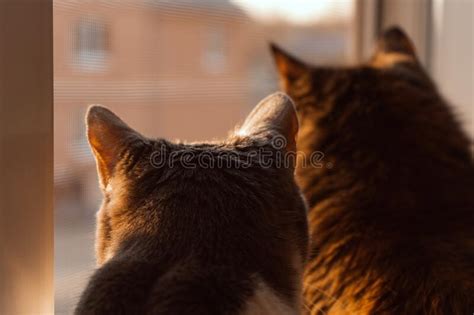 Two Cats Look Out The Window Stock Image Image Of Beautiful Looking