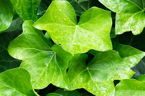 English Ivy Hedera Helix Plant Notes