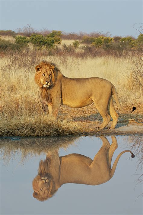 Lion Reflection Sean Crane Photography
