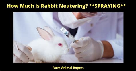 how much is rabbit neutering spraying
