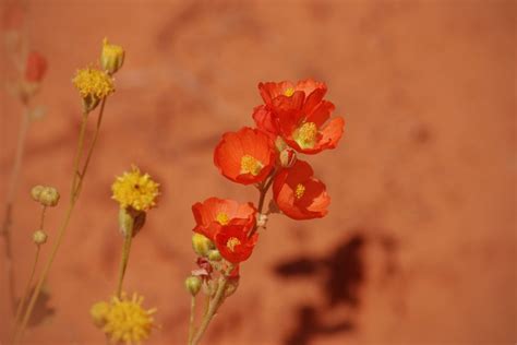 Orange Desert Flowers Moab Utah