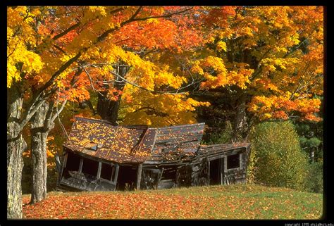 77 Free Fall Foliage Wallpaper On Wallpapersafari