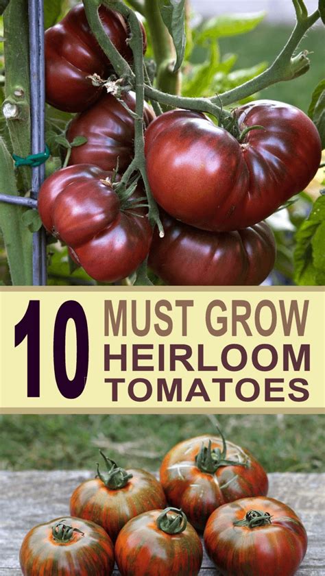 The Top 10 Best Heirloom Tomatoes To Grow In Your Garden