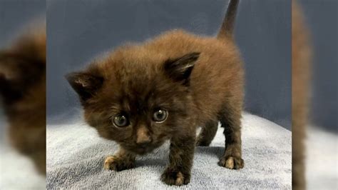 Rare Male Tortoiseshell Cat Attracts 100s Wanting To Adopt Rare Cats