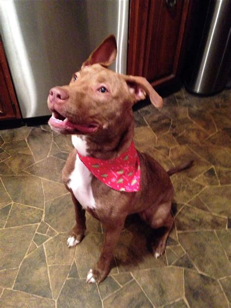 Dogs grab the spotlight on Animal Advocacy Day