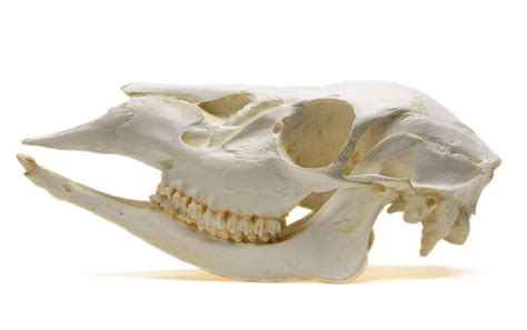 Whitetail Deer Skull Replica