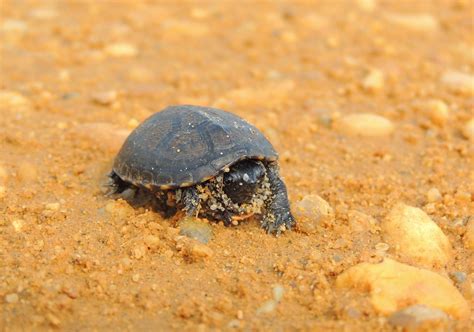 Eastern Mud Turtle Baby