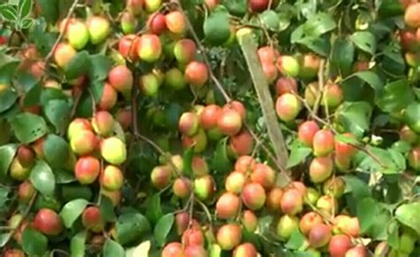 Thailand Full Sun Exposure Thai Red Apple Ber Plant For Fruits At Rs