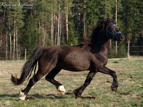Pin By Kristine On Horse Breeds Welsh Cob Hackney Horse Horse