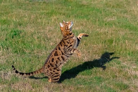 Bengal Cat Jumping In The Garden Stock Image Image Of Leopard Clean