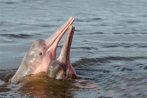 Interesting Facts About The Pink Dolphin Of The Amazon