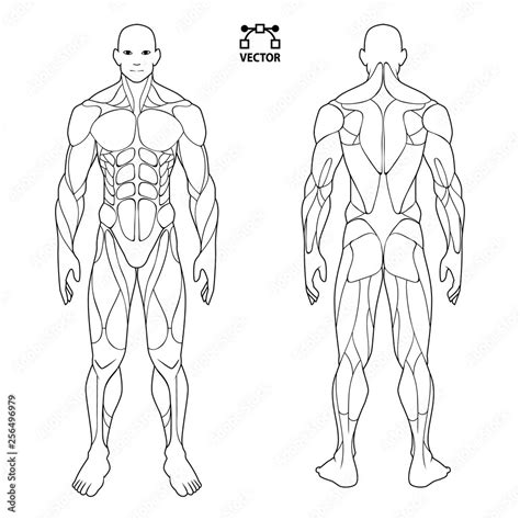 The Male Muscle System Stock Illustration Illustratio