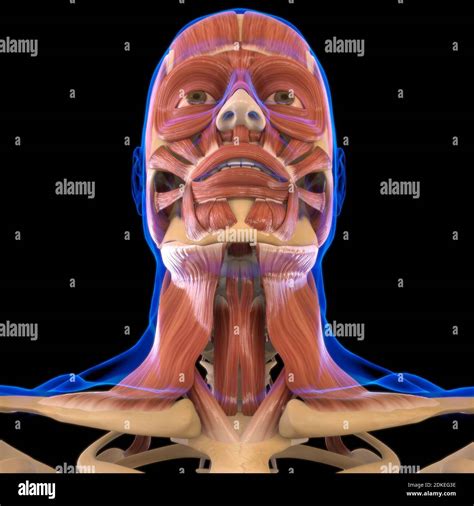 Anatomía Del Músculo De La Cabeza Para El Concepto Médico Ilustración