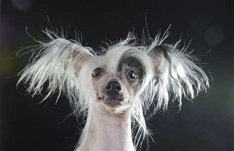 Prophecy By Sophie Gamand Hairless Dogs Are Beautiful